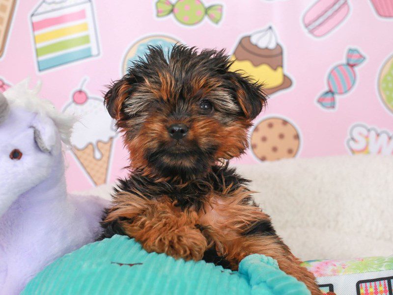 Yorkshire Terrier-Male-Black and Tan-3679665-Animal Kingdom | Puppies N Love