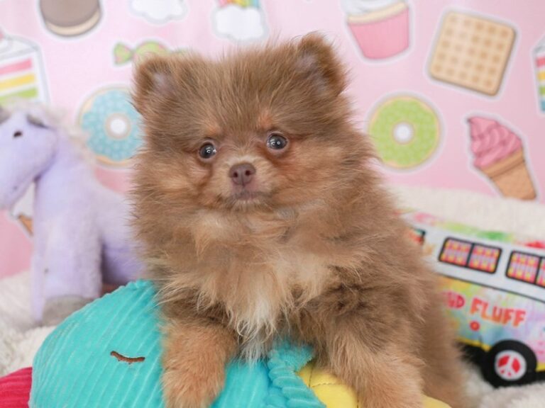 Pomeranian
