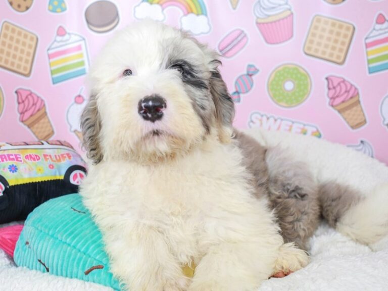 Sheepadoodle
