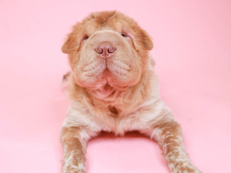 Shar Pei-Female-Lilac-3518656-Animal Kingdom | Puppies N Love