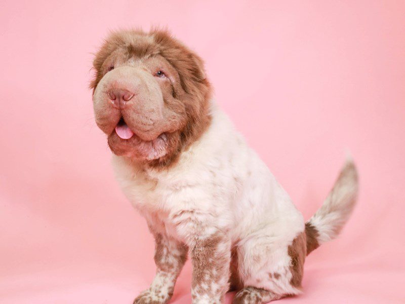 Shar Pei-Male-Lilac Dust-3507401-Animal Kingdom | Puppies N Love