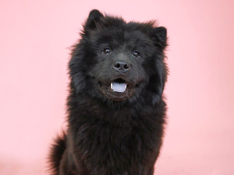 Chow Chow DOG Female BLACK 3416221 Animal Kingdom Puppies N Love
