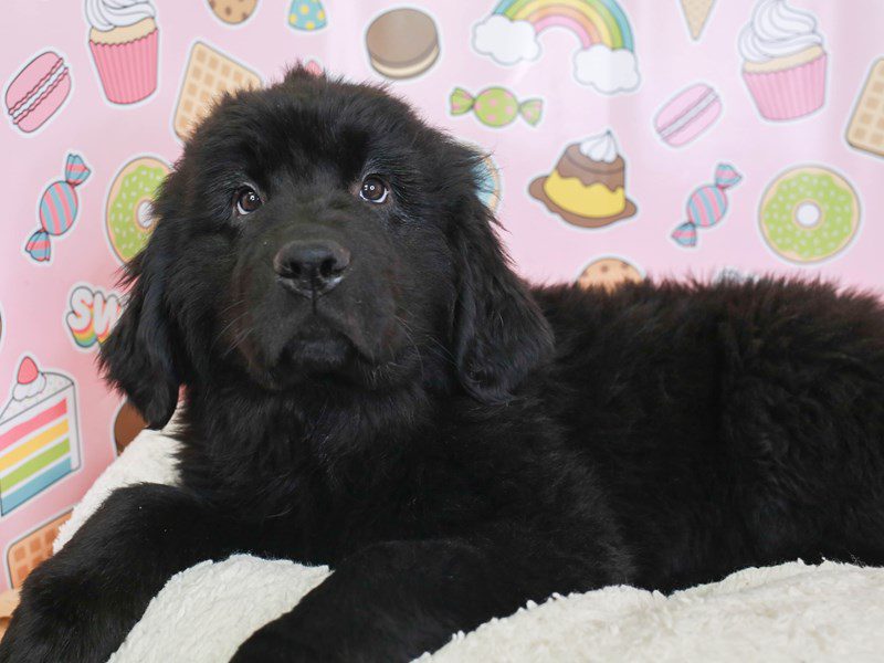 Newfoundland-Male-BLK-3662607-Animal Kingdom | Puppies N Love