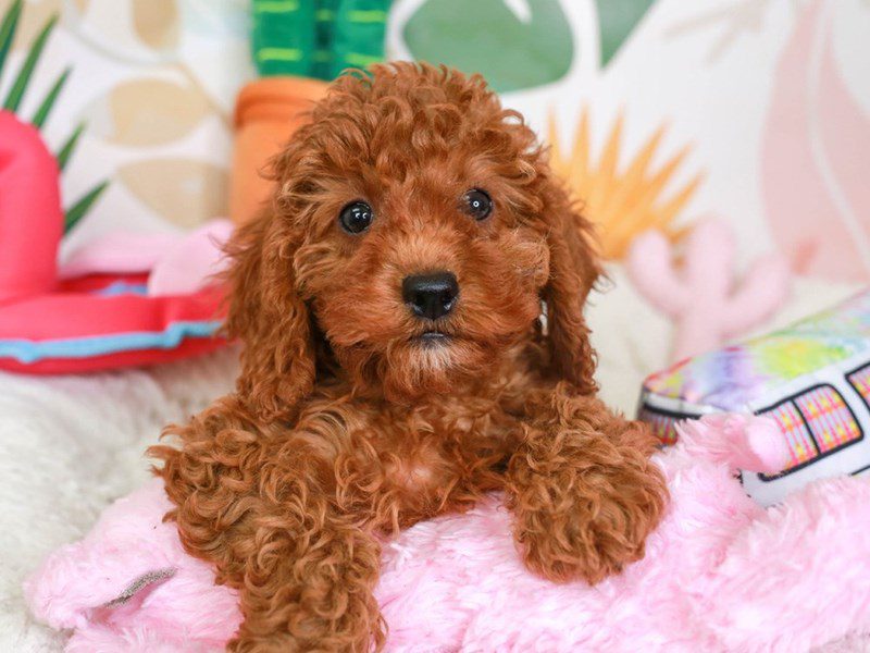 Mini Irishdoodle-Female-RED-3689707-Animal Kingdom | Puppies N Love