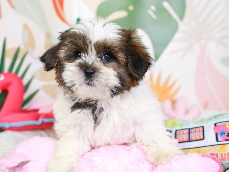 Shorkie-Male-gld & wh-3689703-Animal Kingdom | Puppies N Love