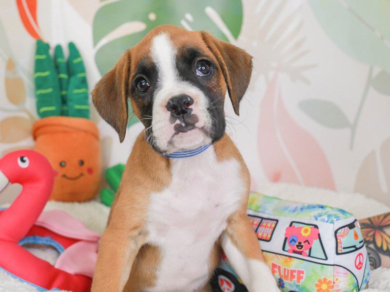 Boxer-Female-faun blk msk-3689361-Animal Kingdom | Puppies N Love