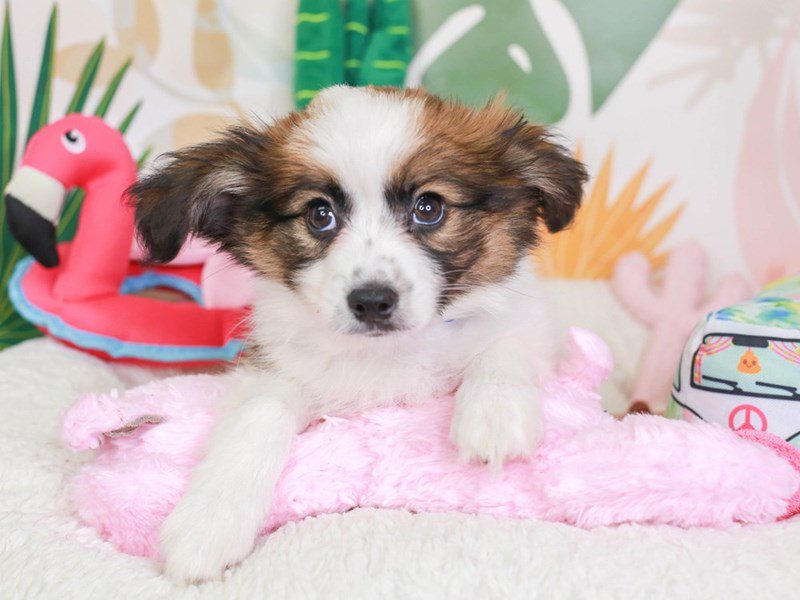 Papillon-Male-White and Sable-3687801-Animal Kingdom | Puppies N Love