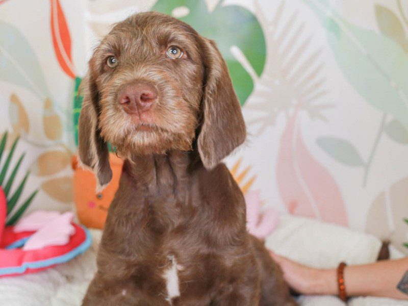 Labradoodle-Male-Choc-3689465-Animal Kingdom | Puppies N Love