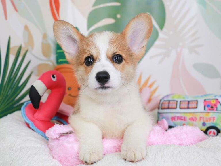 Pembroke Welsh Corgi