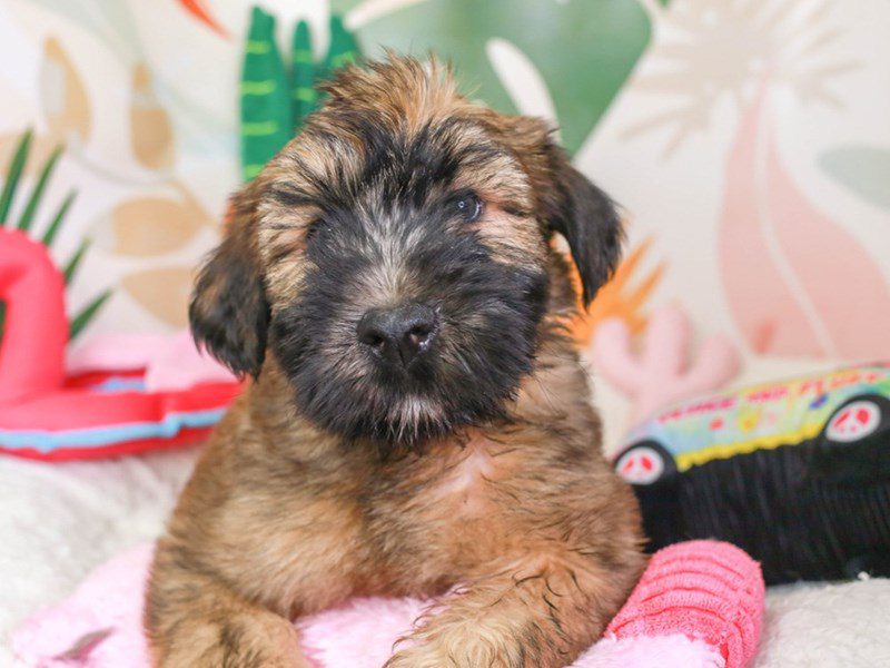 Soft Coated Wheaten-Male-Wheaten-3689861-Animal Kingdom | Puppies N Love