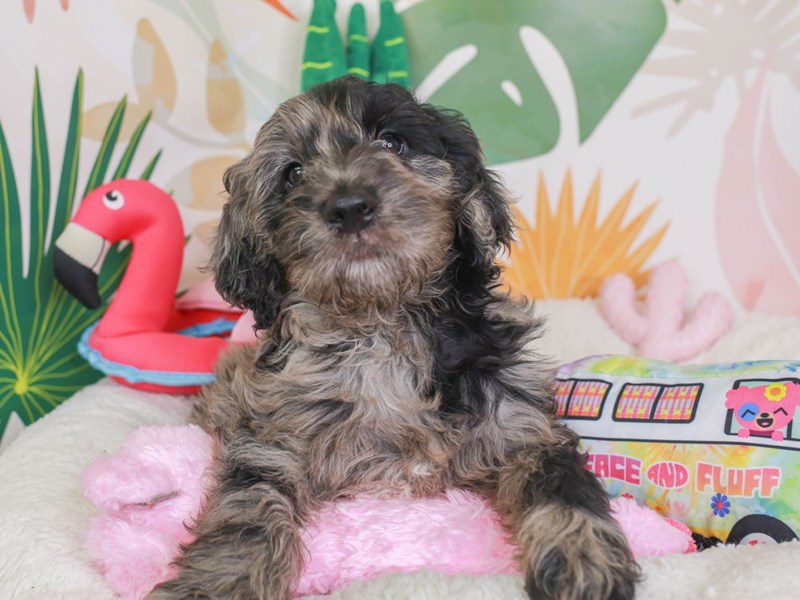 Goldendoodle-Male-bl mrl-3689487-Animal Kingdom | Puppies N Love