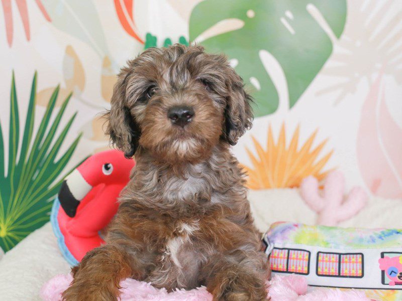 Goldendoodle-Female-bl mrl-3689489-Animal Kingdom | Puppies N Love