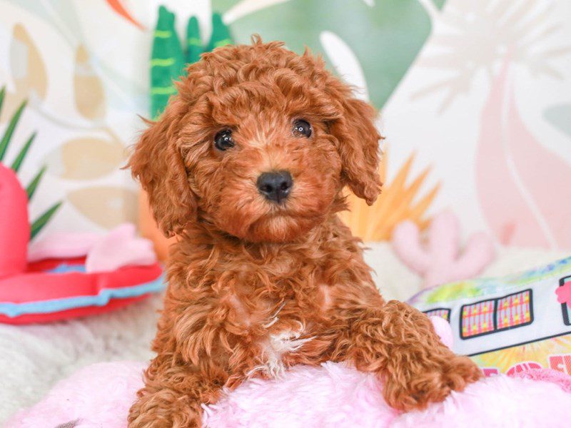 Mini Irishdoodle-Male-RED-3689706-Animal Kingdom | Puppies N Love