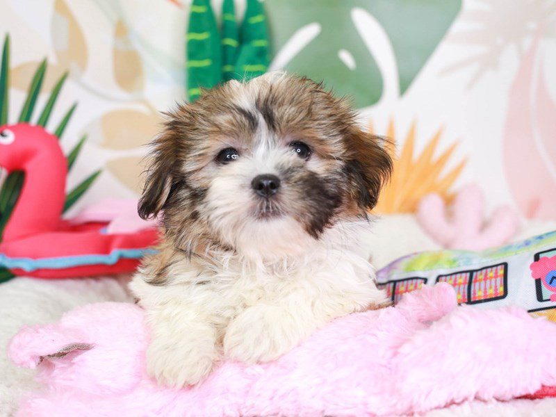 Malshi-Female-gld & wh-3689802-Animal Kingdom | Puppies N Love