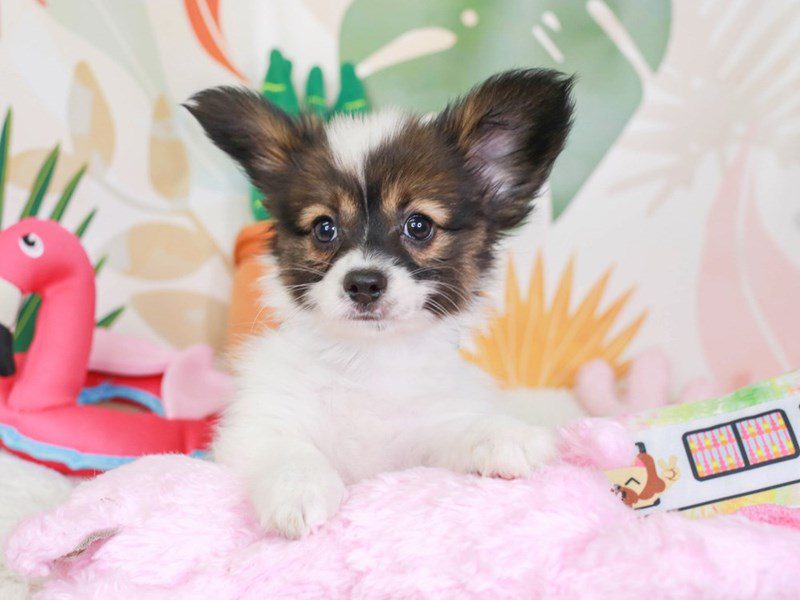 Papillon-Male-White and Sable-3687913-Animal Kingdom | Puppies N Love