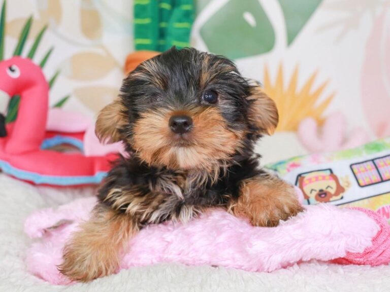 Yorkshire Terrier