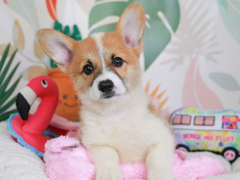Pembroke Welsh Corgi
