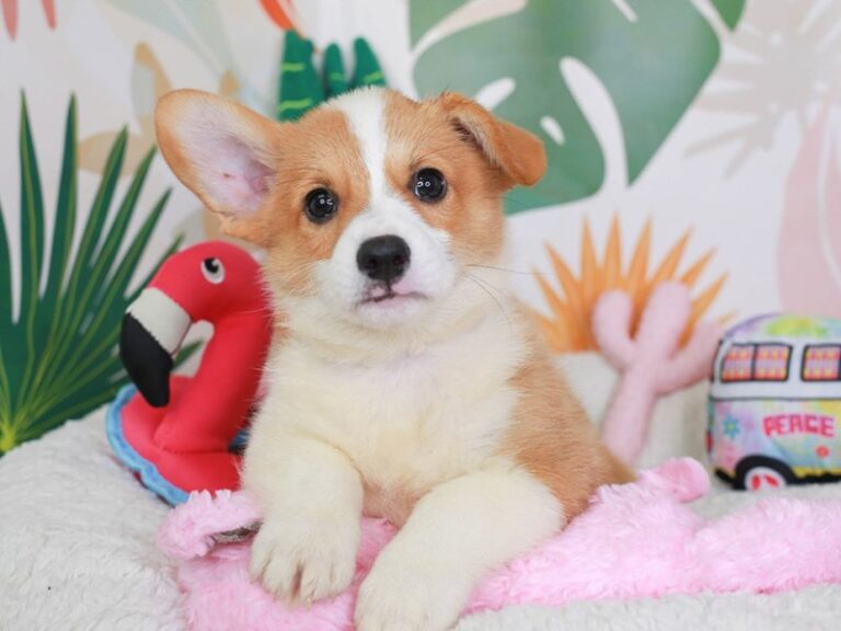 Pembroke Welsh Corgi
