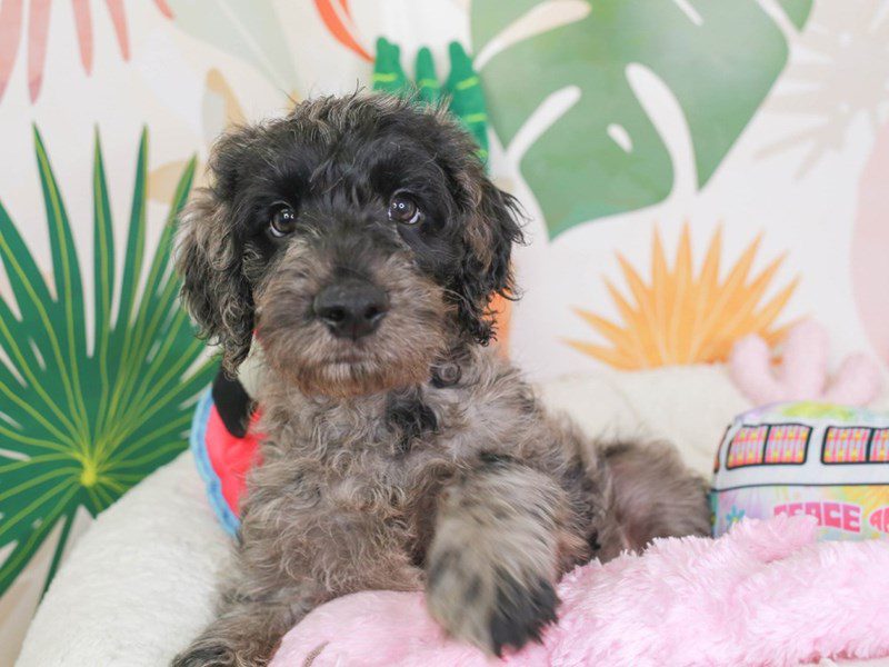 Goldendoodle-Male-bl mrl-3689486-Animal Kingdom | Puppies N Love