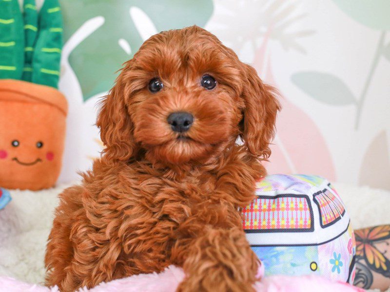 Mini Irishdoodle-Male-RED-3689705-Animal Kingdom | Puppies N Love