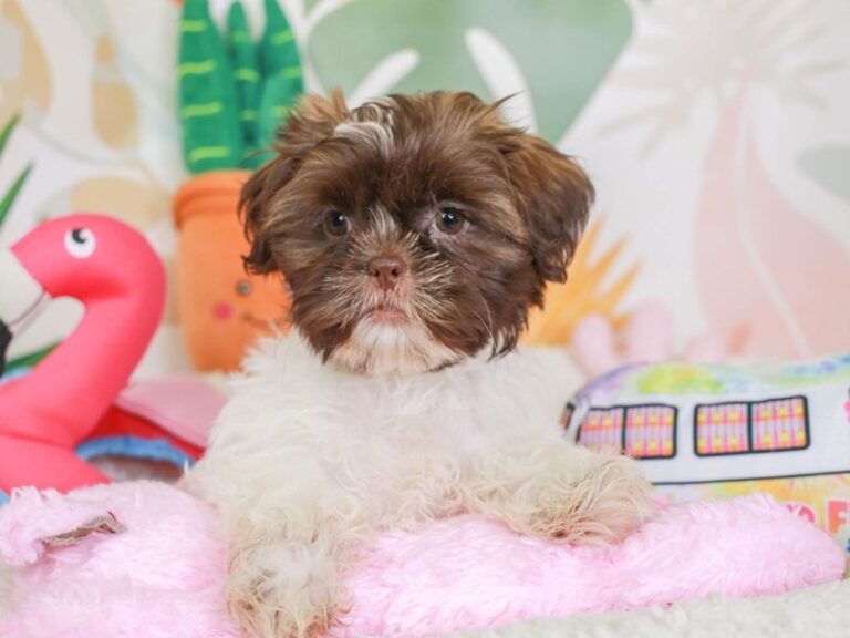 Shih Tzu