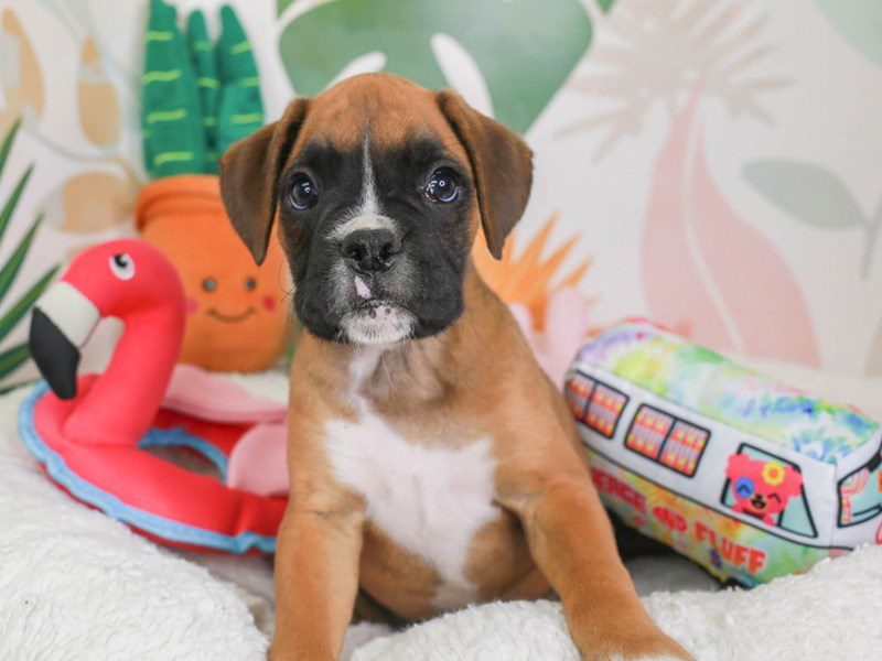 Boxer-Male-faun blk msk-3689360-Animal Kingdom | Puppies N Love