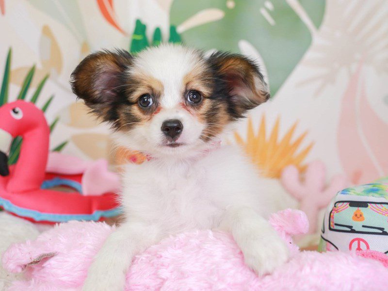 Papillon-Female-White and Sable-3687914-Animal Kingdom | Puppies N Love