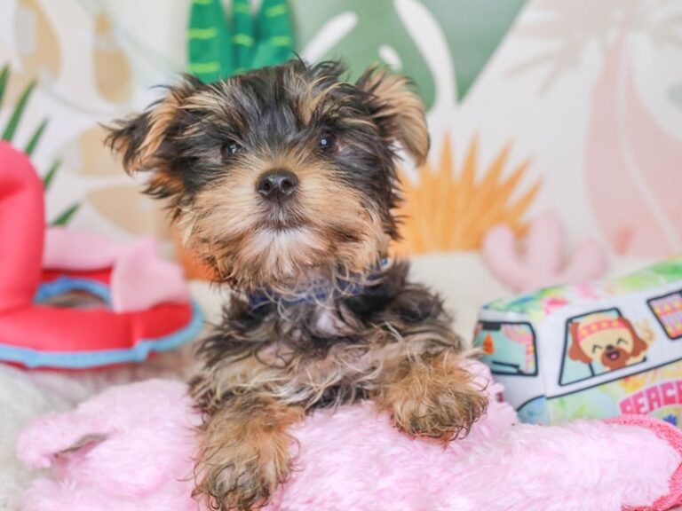 Yorkshire Terrier