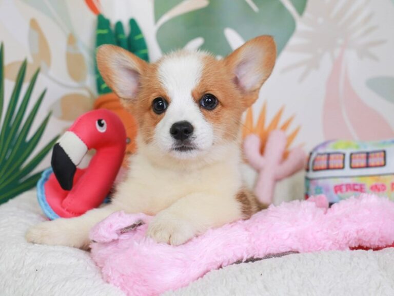 Pembroke Welsh Corgi