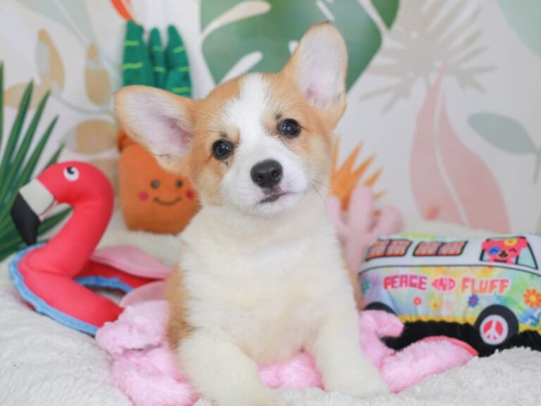 Pembroke Welsh Corgi