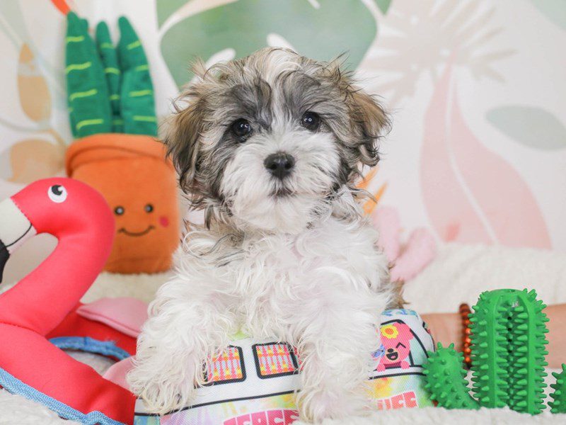 Havamalt-Male-DARK SABLE-3689379-Animal Kingdom | Puppies N Love