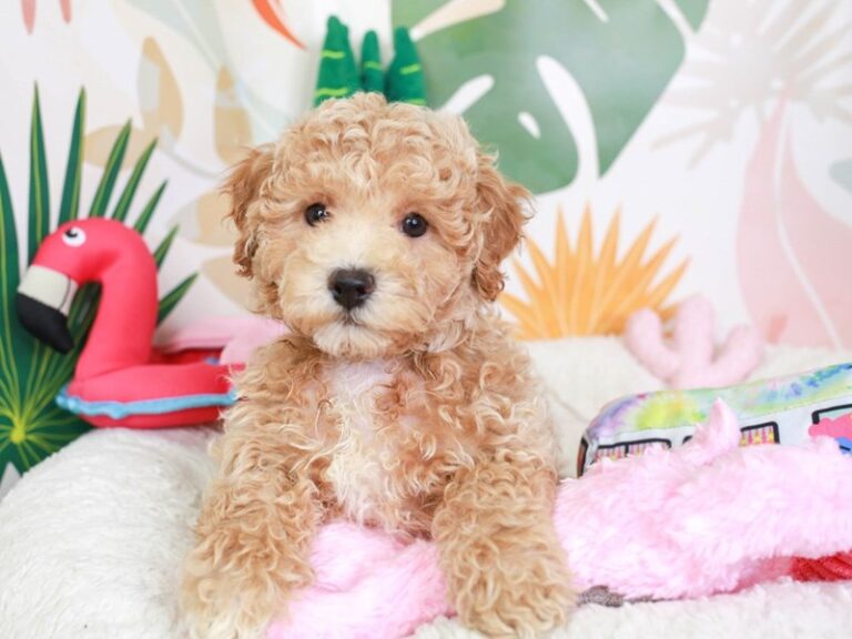 Poochon