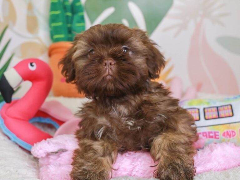 Shih Tzu