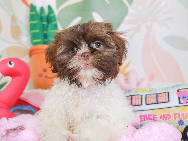 Shih Tzu-Female-lvr & wh-3689552-Animal Kingdom | Puppies N Love