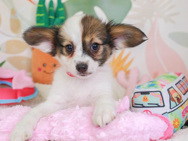 Papillon-Female-White and Sable-3687916-Animal Kingdom | Puppies N Love