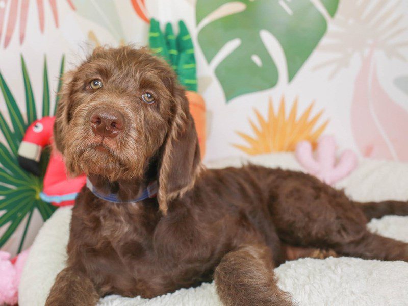 Labradoodle-Male-Choc-3689466-Animal Kingdom | Puppies N Love