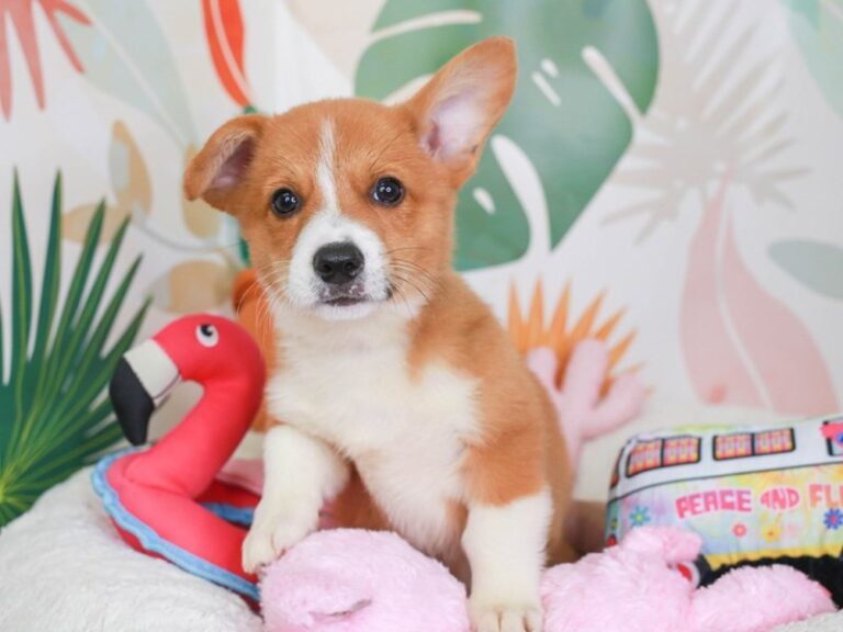Pembroke Welsh Corgi