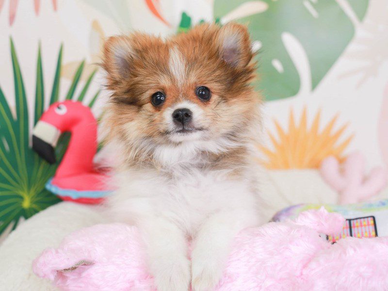 Pomeranian-Female-Parti-3689541-Animal Kingdom | Puppies N Love