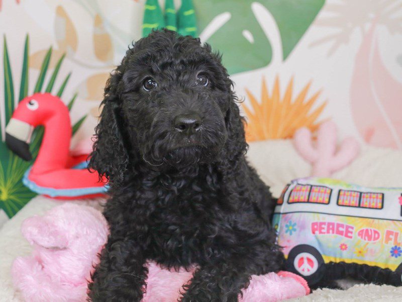 Goldendoodle-Female-blk-3689490-Animal Kingdom | Puppies N Love