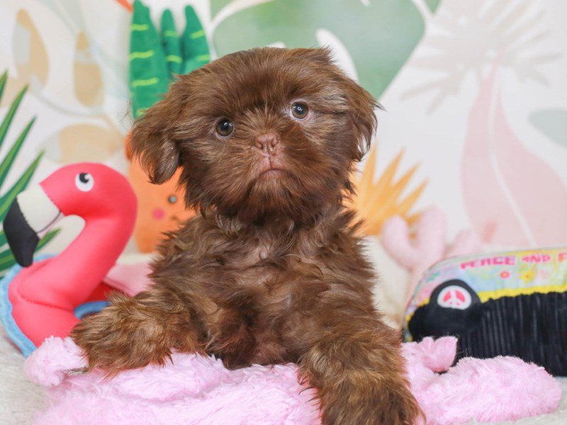 Shih Tzu-Male-choc lvr-3689551-Animal Kingdom | Puppies N Love