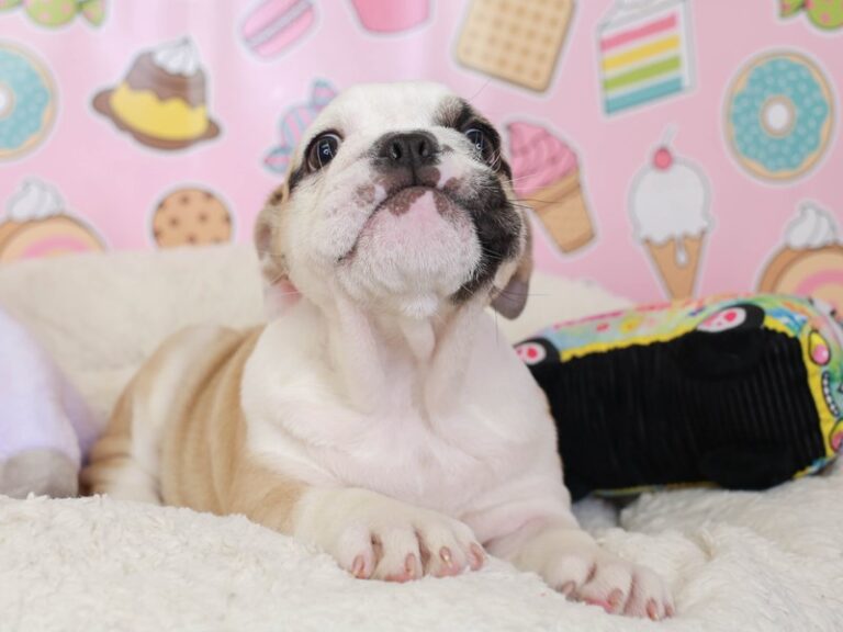 English Bulldog