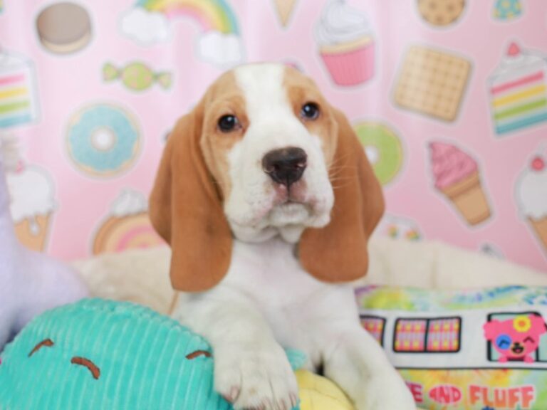 Beagle