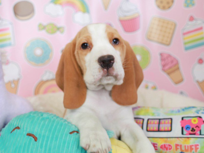 Beagle-Male-Lemon & wh-3671002-Animal Kingdom | Puppies N Love