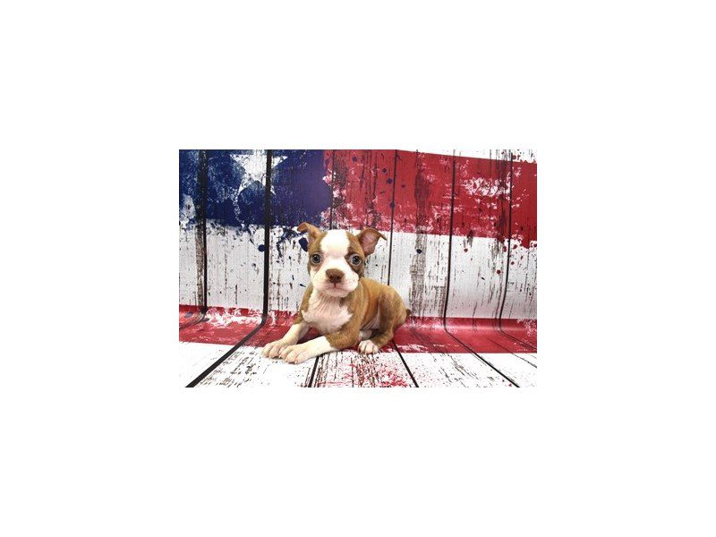 Boston Terrier-Female-Red brindle w/wht-3698074-Animal Kingdom | Puppies N Love