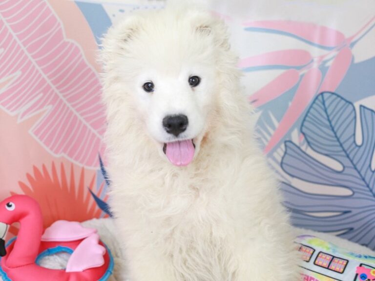 Samoyed