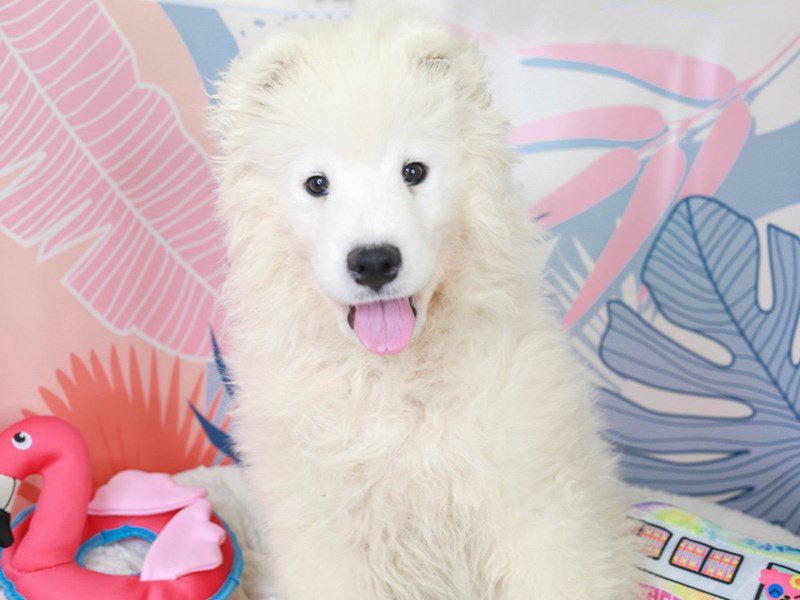 Samoyed-Male-White-3699470-Animal Kingdom | Puppies N Love