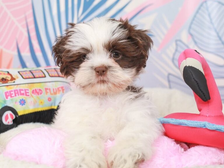 Shih Tzu