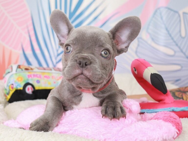 French Bulldog