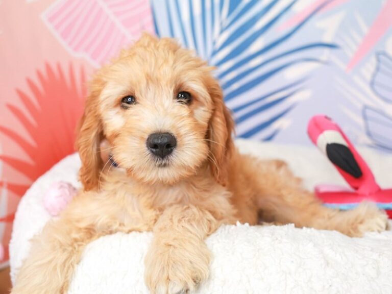 Mini Goldendoodle