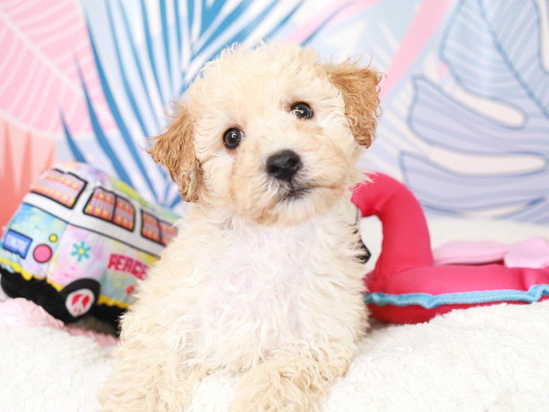 Poochon-Male-Cream-3698049-Animal Kingdom | Puppies N Love